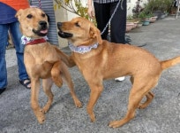 밖은 위험해!..동생이 집 나가려 하자 목줄 끌고 들어간 멍멍이