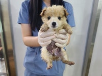 전북 임실 오수면 노산로에서 흰색 강아지 발견 보호..상자에 비맞은채 유기