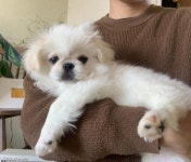 뒤늦게 병원이라는 사실 눈치챈 강아지의 찐 반응..아무나 도움!