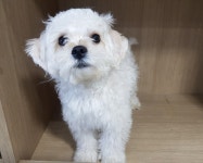 경기 광주시 도척로 차도변에서 말티푸 발견 보호