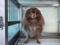 광주 광산구 월곡동에서 포메라니안 발견 보호