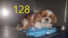 인천 계양 계양산로 182번길에서 시츄 발견 보호