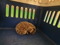 부산 기장 차성동로 45번길에서 고슴도치 발견 보호