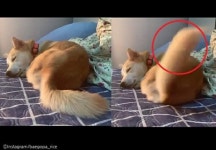 무슨 꿈 꿔?..자면서도 살랑살랑 꼬리 흔드는 강아지