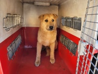 경북 포항시 흥해로 74번길에서 황색 강아지 발견 보호..벽과 담 사이에 낌