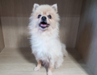 경기 광주시 곤지암읍 열미길에서 포메라니안 발견 보호