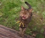 매일 밥 대접해도 위협한 성깔 길냥이..`이젠 랜선집사 거느린 스타`