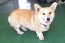 경북 영천 도동에서 웰시 코기 발견 보호