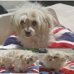 부산 강서 강동동에서 아이보리색 강아지 발견 보호