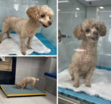 울산 동구 방어동 로하스해비치 인근에서 푸들 발견 보호