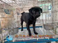 서울 강북구 월계로 32에서 퍼그 발견 보호