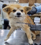 충남 부여 임천면 만사리에서 갈흰색 강아지 발견 보호