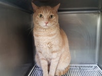 경기 광주시 문형산길 일대에서 치즈태비 고양이 발견..크고 순둥순둥