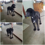 경기 평택 장등2길30-3에서 푸들 발견 보호