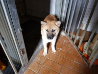 전북 전주 서곡두산아파트에서 갈색 강아지 발견 보호