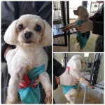 경기 화성 마도면 두곡서길에서 하늘색옷 말티즈 발견 보호