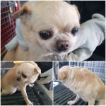 경기 평택 용이동에서 치와와 발견 보호