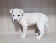 경기 광주시 초월듭 산이리에서 흰색 새끼 강아지 발견 보호