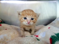 경기 광주시 태전동에서 치즈색 새끼 고양이 발견 보호