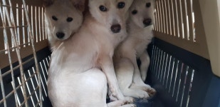 인천 동구 만석부두 베니아월드상사 안에서 흰색 강아지 발견 보호