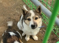 전남 곡성 고달면 다리 부근에서 흰검정색 강아지 발견 보호