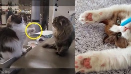 간식 뺏긴 동생 냥이의 소심한 복수..형은 핑크젤리 없지?