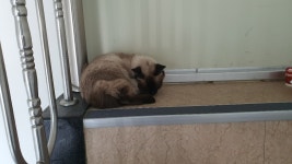 강원 강릉 화부산로 131번길 3 에서 샴 발견 보호..길고양이