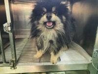 충북 충주 창현로 557에서 포메 믹스 강아지 발견 보호