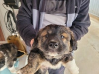 경기 안산 서당길24에서 블랙탄 새끼 강아지 발견 보호