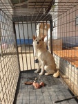 충남 서천 한산면 건지산길에서 아이보리색 귀가 큰 강아지 발견 보호