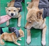 충남 부여 궁남초등학교에서 갈색 강아지 발견 보호