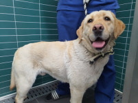 강원 춘천 월송길 576에서 래브라도 리트리버 발견 보호