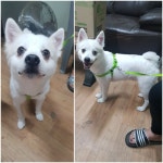 경기 평택 덕동산 충혼탑에서 스피츠 발견 보호