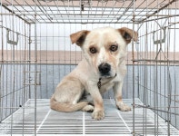 경기 여주 흥천면 안골길에서 크림색 강아지 발견 보호