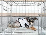 경기 이천 관고동 영창로에서 치와와 발견 보호