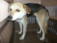 전북 전주 덕진구 한배미길에서 검갈색 강아지 발견 보호