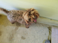 전남 고흥군 과역119센터에서 빨간목줄 푸들 발견 보호