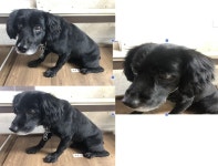 부산 연제 쌍미천로에서 코카 스파니엘 발견 보호