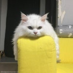 야 놔봐 아 일단 놔보라고!..멱살 잡고 싸우는 고양이 현실 형제
