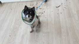 경북 경주 토용길에서 치와와 발견 보호