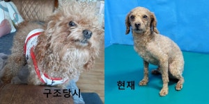 경북 경산 진량공단 야산에서 푸들 발견 보호