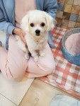 서울 중랑구 중랑구청에서 말티즈 발견 보호