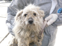 제주 서귀포 성산읍 오조리에서 말티즈 발견 보호