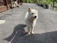 충남 청양 운곡면 위라리에서 흰색 강아지 발견 보호