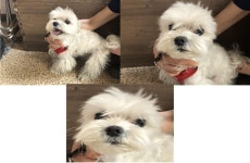 부산 연제 묘봉산로11번길에서 말티즈 발견 보호