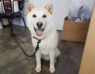 경기 광주시 오포로 일대에서 갈색 강아지 발견 보호