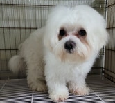 대구 북구 오봉로 용인정밀 앞에서 말티즈 발견 보호