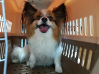 전북 전주 거북바우로 도로변에서 빠삐용 발견 보호