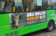 서대문 마을버스는 유쾌한 길고양이와 함께 달린다