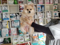 인천 서구 연희동에서 포메라니안 발견 보호